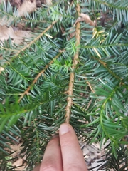 Taxus