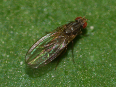 Scaptomyza