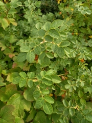 Rosa rubiginosa
