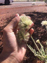 Ptilotus clementii