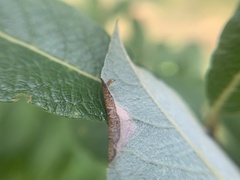 Phyllonorycter