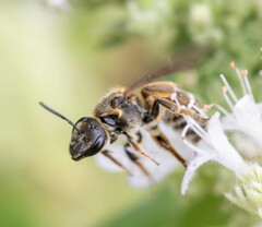 Lasioglossum coriaceum