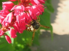 Dolichovespula saxonica