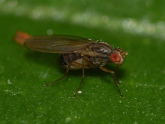 Scaptomyza