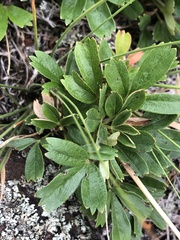 Sibbaldiopsis tridentata