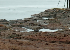 Calidris temminckii