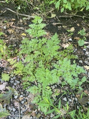 Anthriscus sylvestris