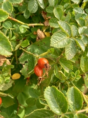 Rosa rubiginosa