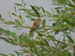 Acrocephalus schoenobaenus