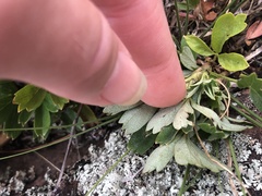 Sibbaldiopsis tridentata