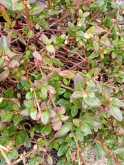 Alternanthera maritima