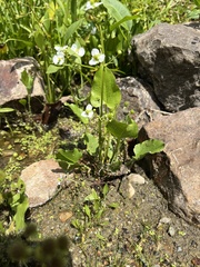 Echinodorus berteroi