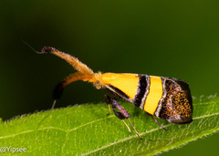 Nemophora decisella
