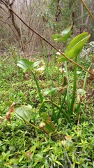 Sagittaria montevidensis