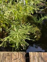Epilobium leptophyllum