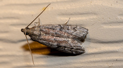 Phycitini