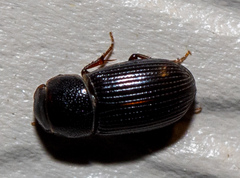 Ataenius