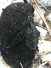Daldinia childiae
