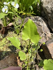 Echinodorus berteroi