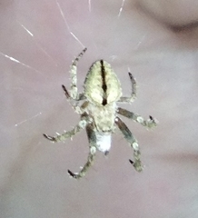 Eustala anastera
