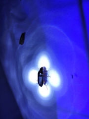 Pseudoophonus