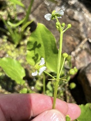 Echinodorus berteroi