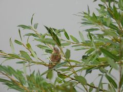 Acrocephalus schoenobaenus