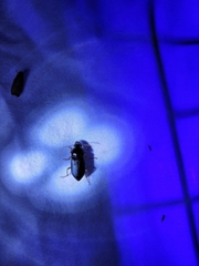 Pseudoophonus