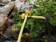 Entoloma luteum