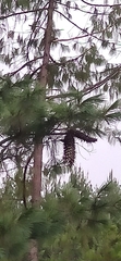 Pinus ayacahuite