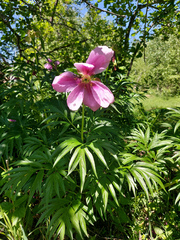 Paeonia anomala