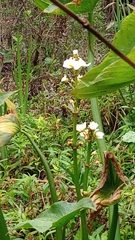 Sagittaria montevidensis