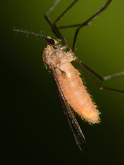 Cecidomyiinae