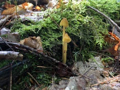 Entoloma luteum