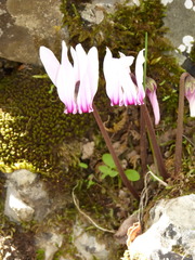 Cyclamen graecum