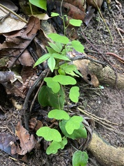 Passiflora andersonii