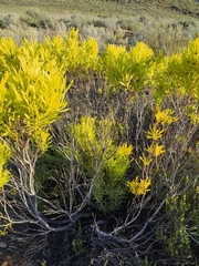 Leucadendron salignum