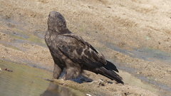 Hieraaetus wahlbergi