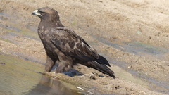 Hieraaetus wahlbergi