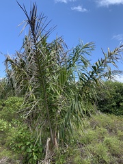 Attalea funifera