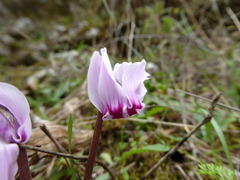 Cyclamen graecum