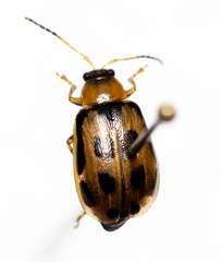 Cerotoma trifurcata