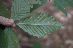 Acalitus ferrugineum