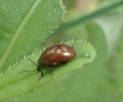 Chrysolina polita