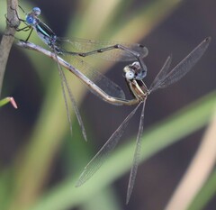 Lestes alacer