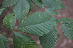 Acalitus ferrugineum