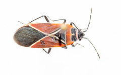 Neacoryphus bicrucis