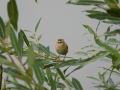Acrocephalus schoenobaenus
