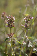 Thymus pulegioides