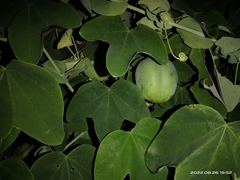 Image of Passiflora subpeltata